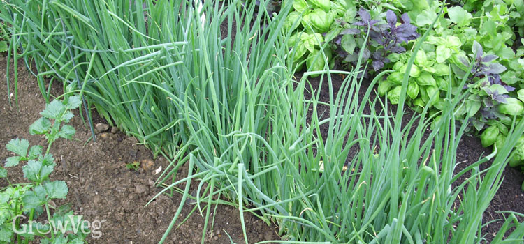 https://gardenplannerwebsites.azureedge.net/blog/salad-onions-2x.jpg