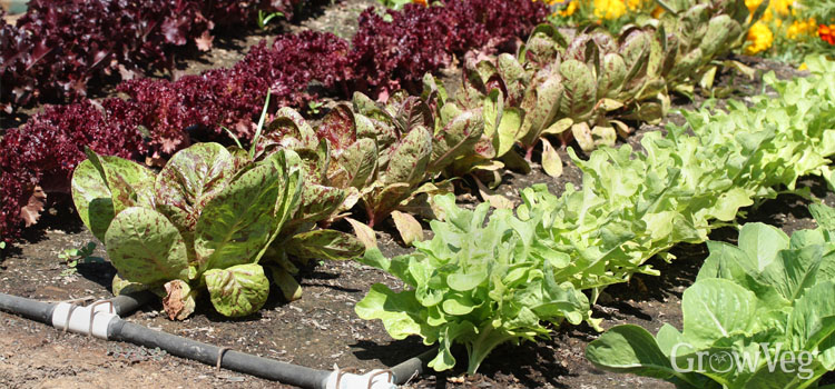 Drip irrigation lettuce
