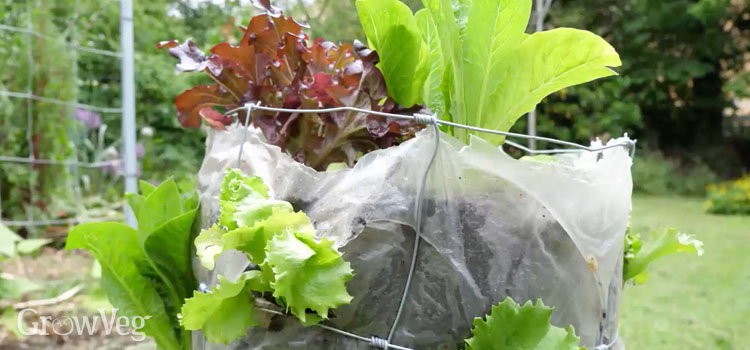 https://gardenplannerwebsites.azureedge.net/blog/salad-tower-lettuces-2x.jpg