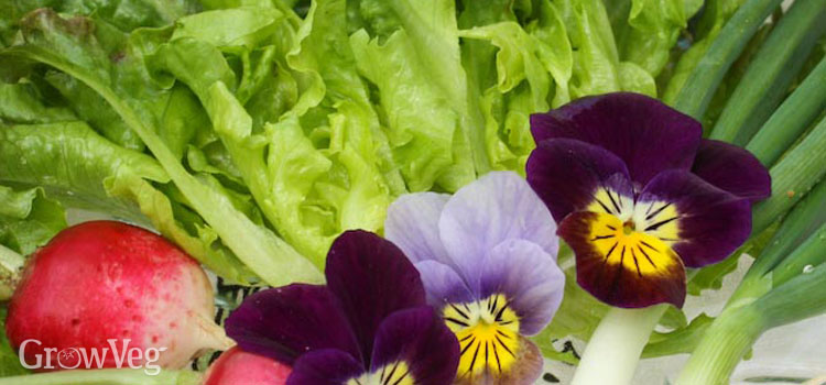 Salad with violas