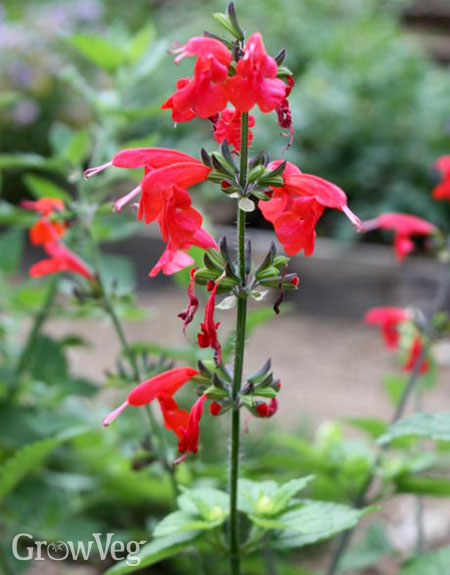 Sage Blackcurrant Salvia microphylla herb cerise flowers loved by bees 9cm pot