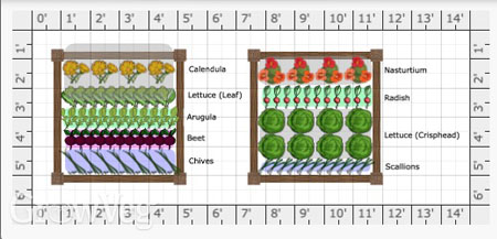 Salad garden plan