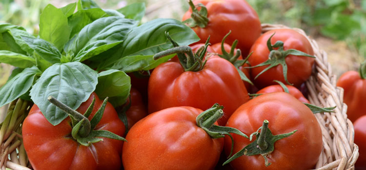 Tomatoes and basil