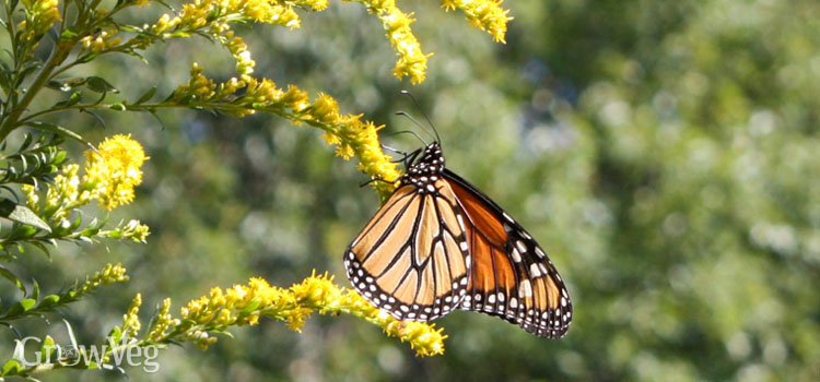 https://gardenplannerwebsites.azureedge.net/blog/save-monarchs-goldenrod-2x.jpg
