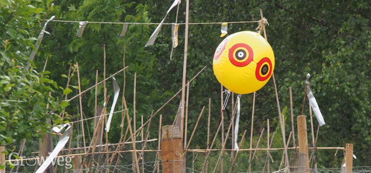 Scare-eye balloon used to keep birds away from fruit and vegetables