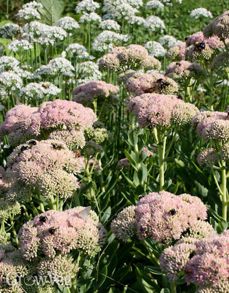 Sedum and garlic chives are great for bees