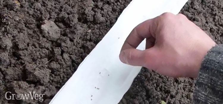 Lining a drill with toilet paper makes it easier to see seeds as you sow