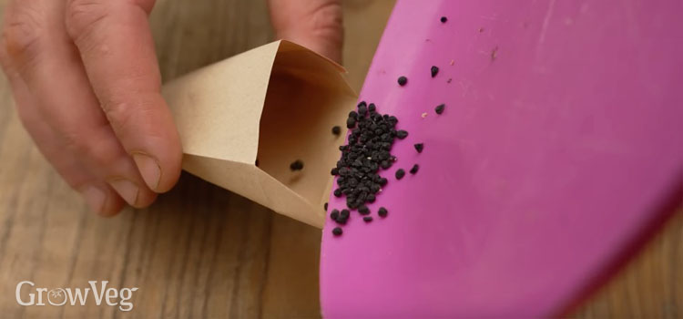 Storing saved seeds in a paper envelope