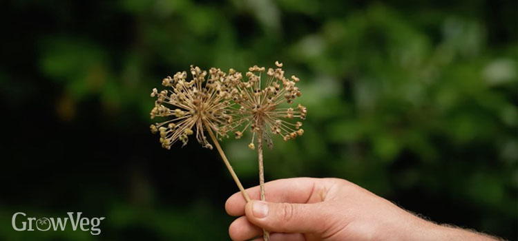 Saving carrot seeds