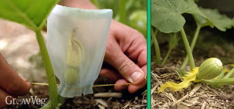 Saving squash seeds