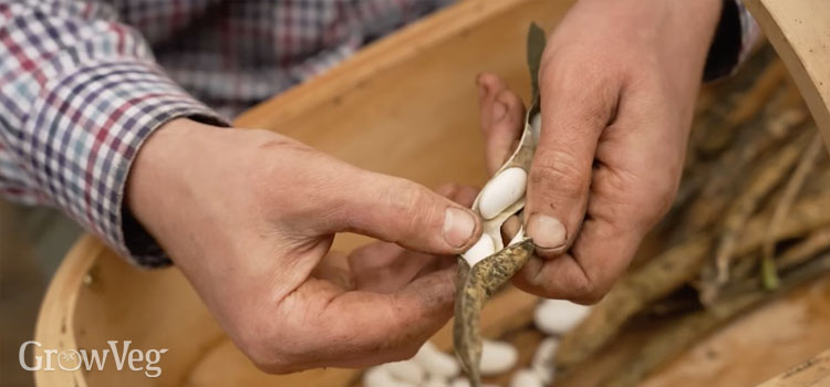 Saving bean seeds