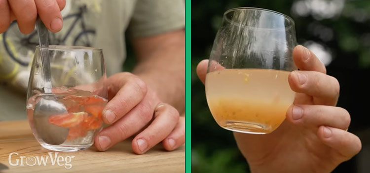 Fermenting tomato seeds