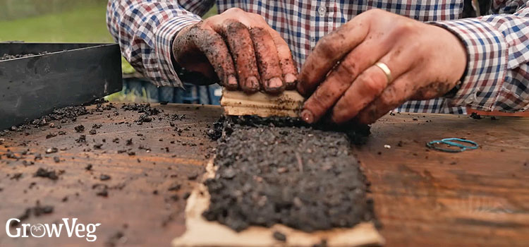 Cardboard seed snail