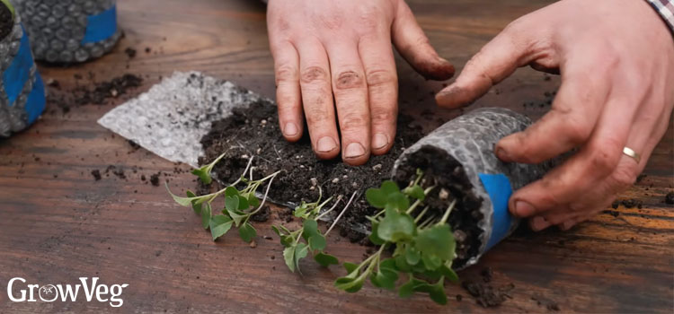 Rolling up a seed snail