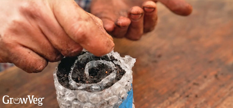 Sowing into a seed snail