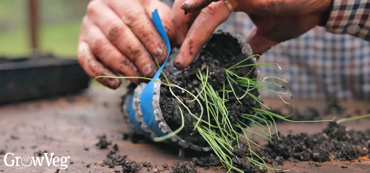 Taping up a seed snail