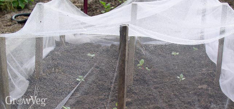 Prepared seedling bed with netting cover