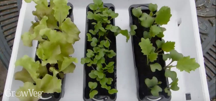 Using a polystyrene box to insulate seedlings from frost