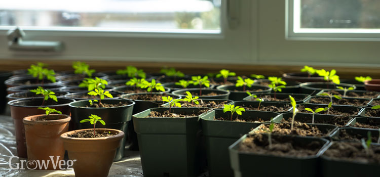 Seedlings on a windowsill