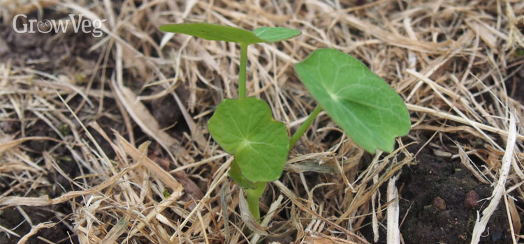 Self-seeded nasturtium