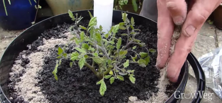 Adding fertiliser to self-watering container