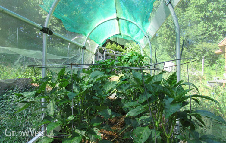 2X Garden Net Grow Tunnel Palnt Vegetable Allotment Cover Bird Protector Netting 