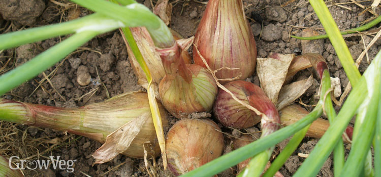 Plan for a Bumper Yield of Shallots