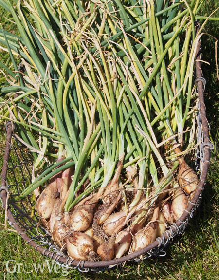 Harvesting basket full of shallots