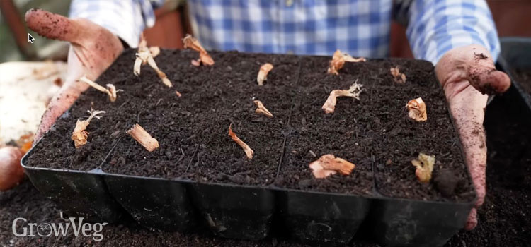 Shallots in plugs