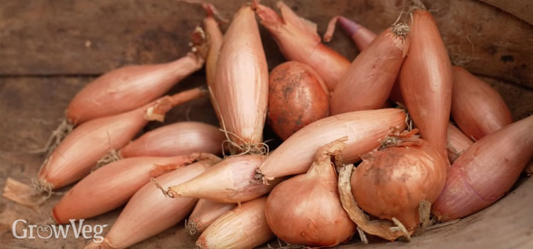 Shallots