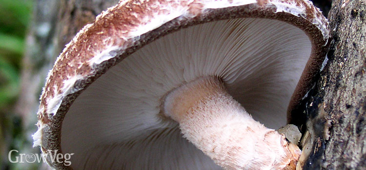 Shiitake mushroom growing on an oak log