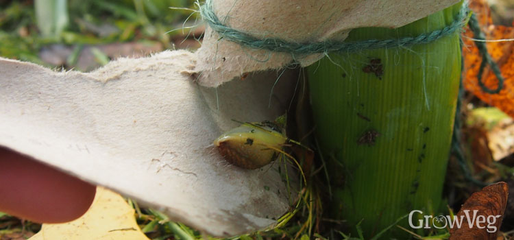 Slug inside cardboard tube used for blanching leeks