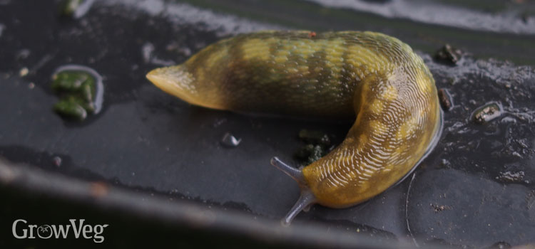 Green cellar slug on inside of compost bin lid