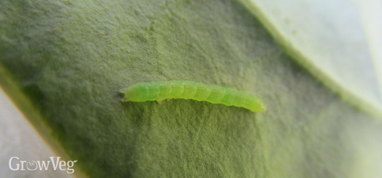 Small cabbage white caterpillars (cabbage worms)