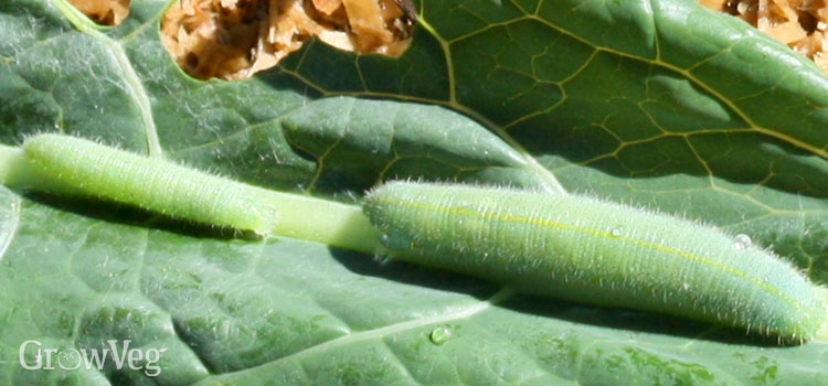 Small cabbage white caterpillars