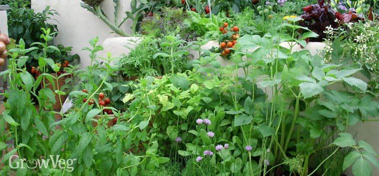 A permaculture polyculture