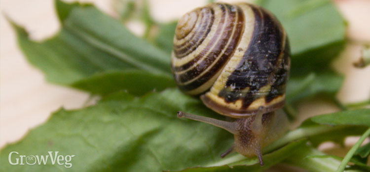 Anticipate Pests and Protect Your Garden