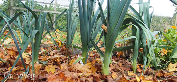 Leeks with leaf mulch