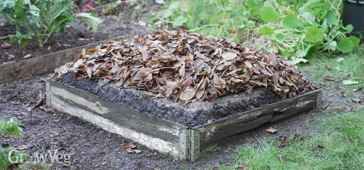 Raised bed with manure, wood ash and leaves