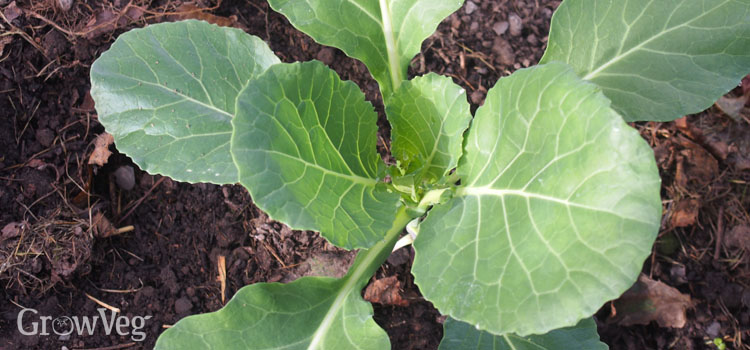 “spring-cabbage”