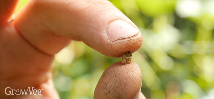 Beetroot seed