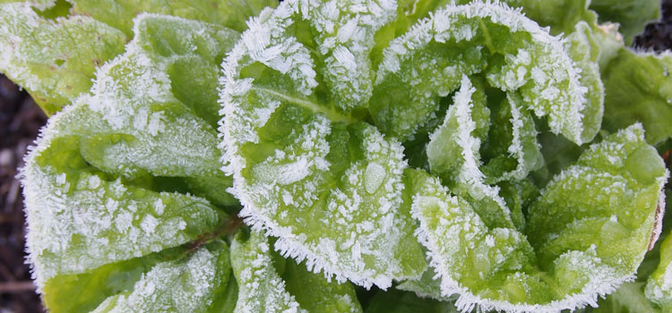 “Winter-lettuce”