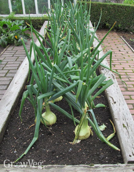 Supersized onions