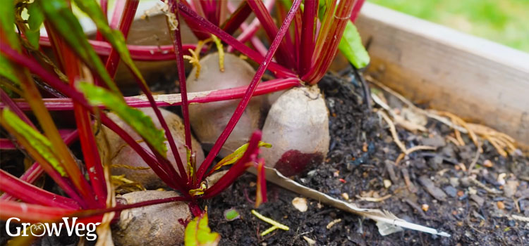 Multisown beetroot