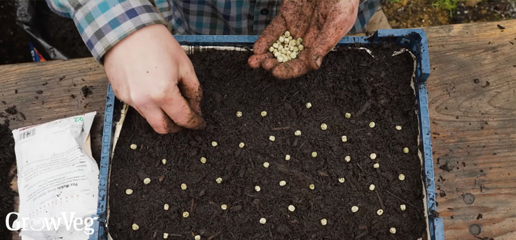 Pea seeds for shoots