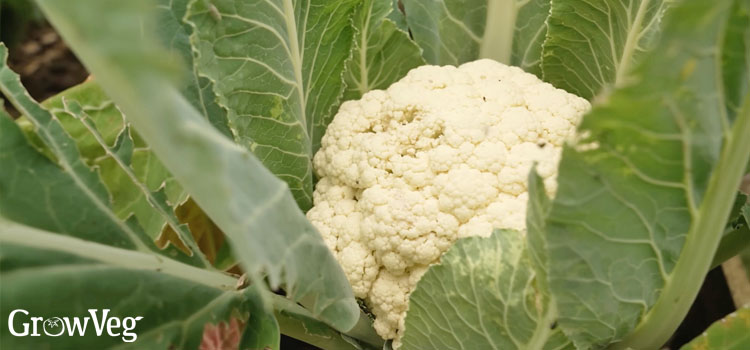 Cauliflower