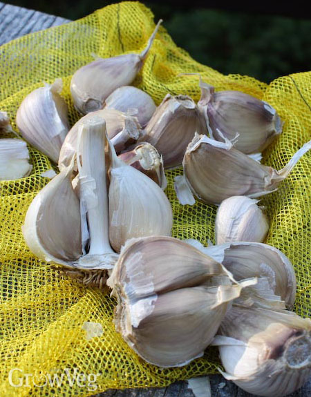Garlic cloves