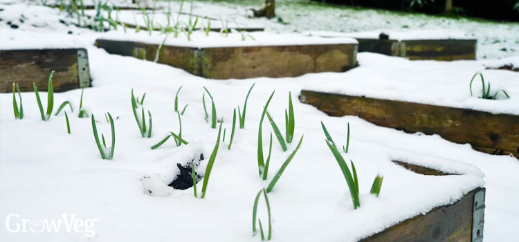 Garlic in the snow