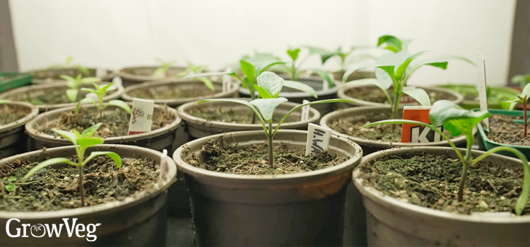 Chilies under grow lights