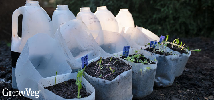 Winter sowing in milk cartons